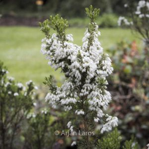 Erica arborea 'Alpina'