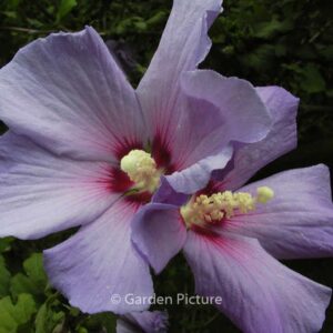 Hibiscus syriacus 'Bluebird'