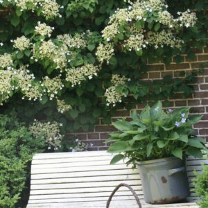 Hydrangea petiolaris