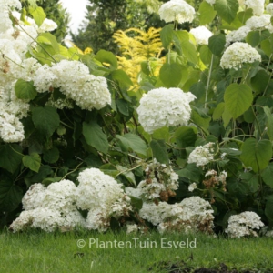 Hydrangea arborescens 'Strong Annabelle'