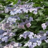 Hydrangea macrophylla 'Blue Wave'