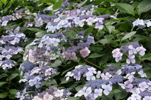 Hydrangea macrophylla 'Blue Wave'