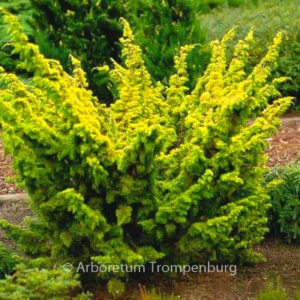 Juniperus media 'Plumosa Aurea'