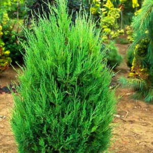 Juniperus chinensis 'Helle'