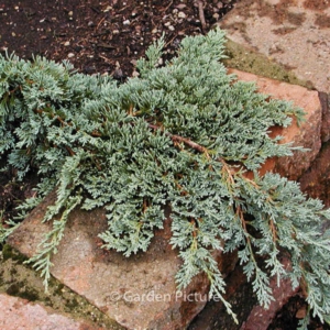 Juniperus horizontalis 'Icee Blue'