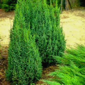 Juniperus squamata 'Loderi'