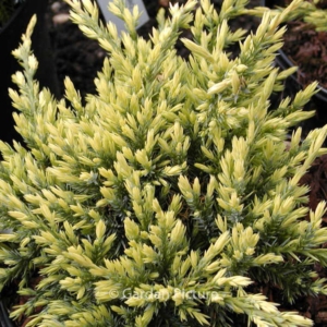 Juniperus pfitzeriana 'Holger'
