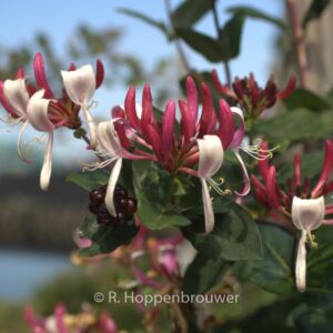 Lonicera periclymenum 'Caprilia Imperial