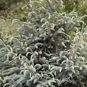 Picea likiangensis var. balfouriana