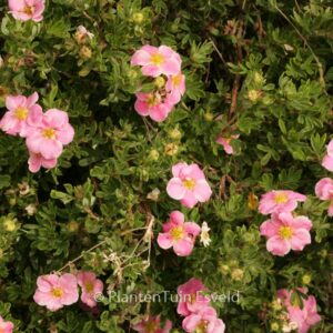 Potentilla fruticosa 'Kupinpa'