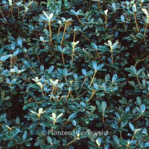 Rhododendron tsariense