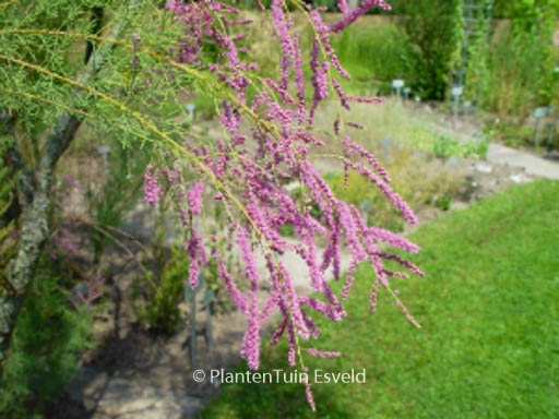 Tamarix odessana