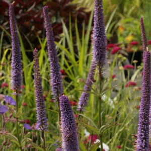 Veronicastrum virginicum 'Red Arrows'