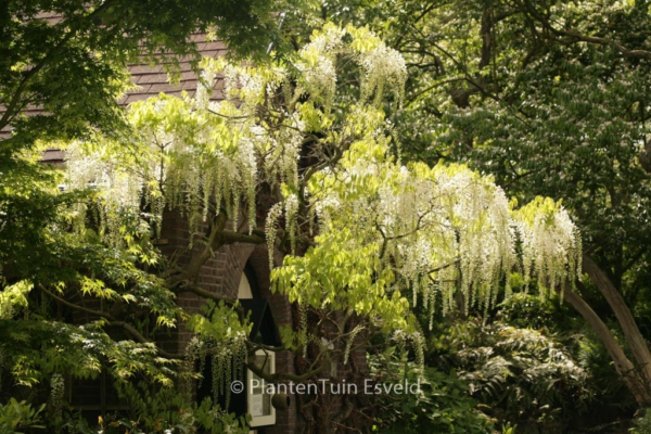 Wisteria floribunda 'Longissima Alba'