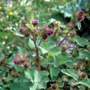 Arctium lappa