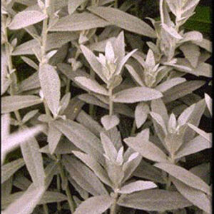 Artemisia ludoviciana