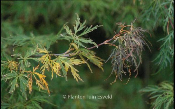 Acer palmatum 'Goshiki-shidare' – Bild 2