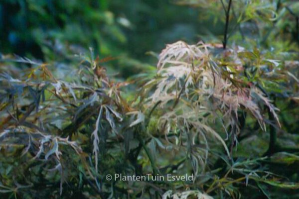 Acer palmatum 'Goshiki-shidare' – Bild 4