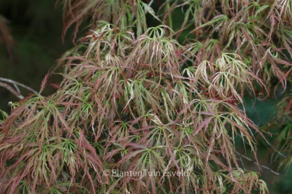 Acer palmatum 'Goshiki-shidare' – Bild 7