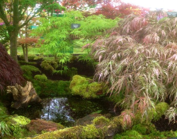 Acer palmatum 'Goshiki-shidare' – Bild 8