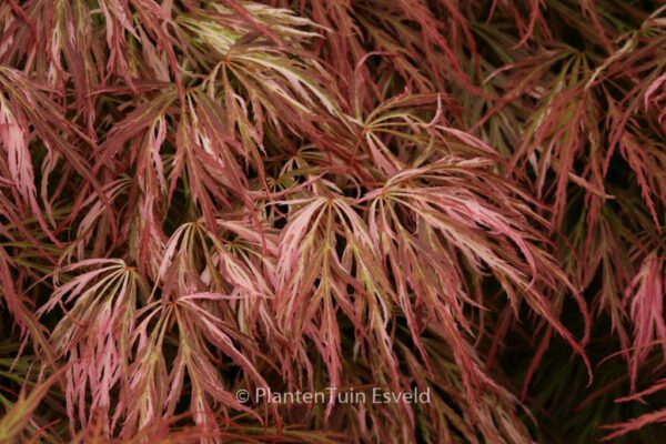 Acer palmatum 'Goshiki-shidare'