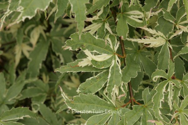 Acer palmatum 'Kagiri-nishiki'