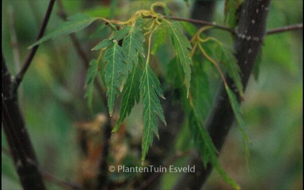 Acer palmatum 'Koshi-mino' – Bild 2