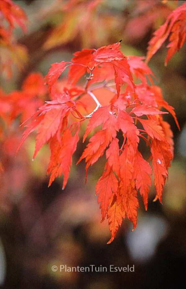 Acer palmatum 'Koshi-mino' – Bild 3