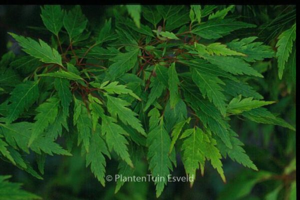 Acer palmatum 'Koshi-mino'