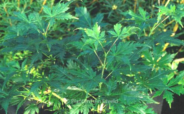 Acer palmatum 'Kyogu-shidare' – Bild 2