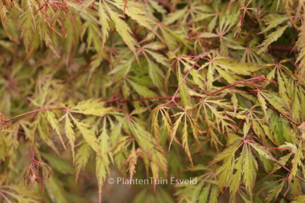 Acer palmatum 'Kyogu-shidare' – Bild 3