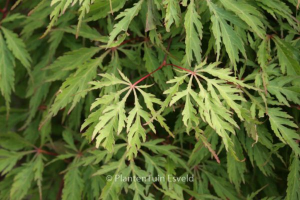 Acer palmatum 'Kyogu-shidare' – Bild 4