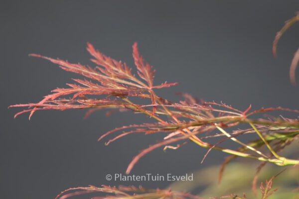 Acer palmatum 'Nancy's Legacy' – Bild 2