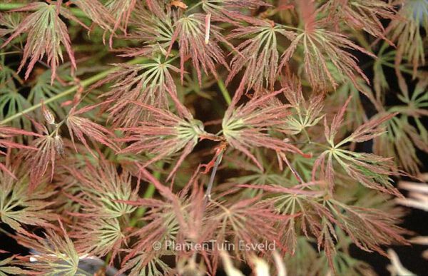Acer palmatum 'Otto's Dissectum' – Bild 2