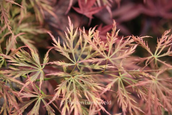Acer palmatum 'Otto's Dissectum' – Bild 4