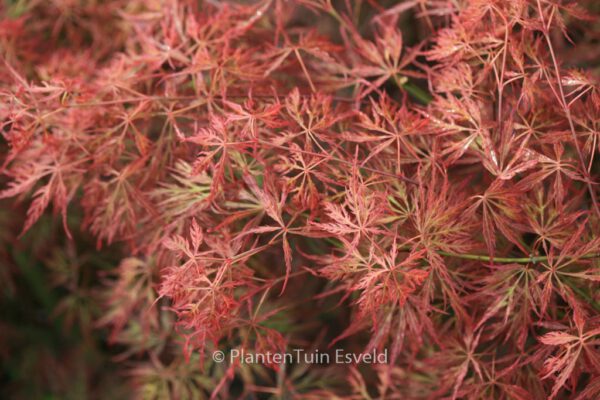 Acer palmatum 'Otto's Dissectum' – Bild 7