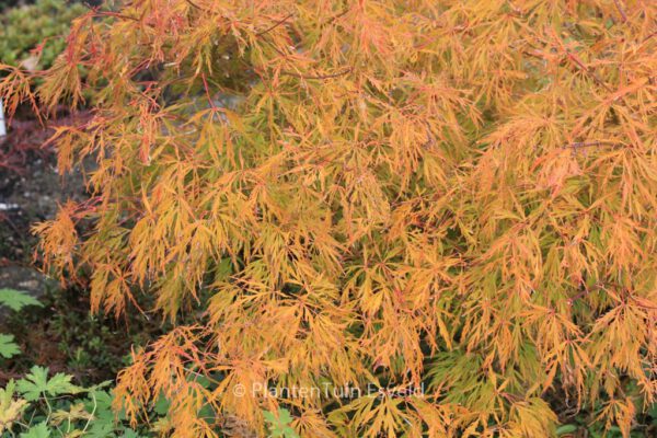 Acer palmatum 'Otto's Dissectum' – Bild 8
