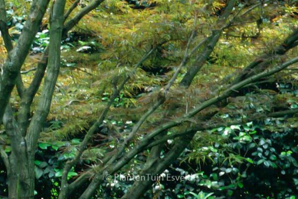 Acer palmatum 'Red Pygmy' – Bild 2