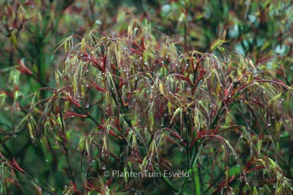 Acer palmatum 'Red Pygmy' – Bild 3
