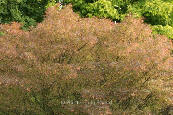Acer palmatum 'Red Pygmy' – Bild 6