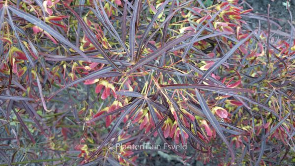 Acer palmatum 'Red Pygmy' – Bild 7