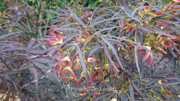 Acer palmatum 'Red Pygmy' – Bild 8