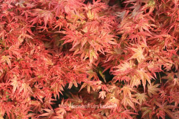 Acer palmatum 'Wilson's Pink Dwarf' – Bild 5