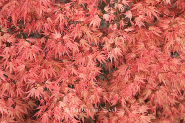 Acer palmatum 'Wilson's Pink Dwarf' – Bild 6