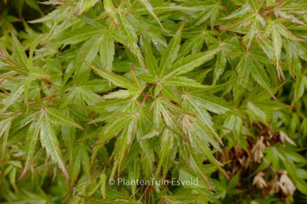Acer palmatum 'Wilson's Pink Dwarf' – Bild 8