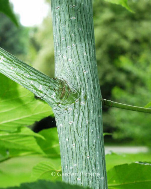 Acer rufinerve – Bild 5