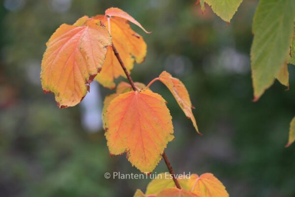 Acer rufinerve – Bild 6