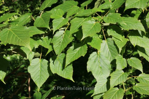Acer rufinerve – Bild 8