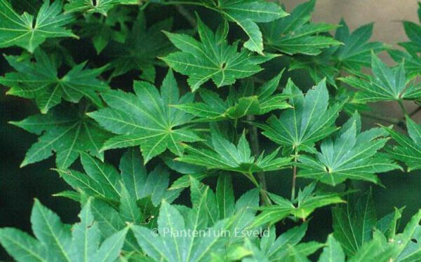 Acer shirasawanum 'Helena'