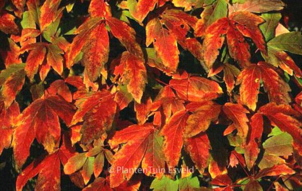 Acer triflorum
